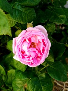 Garden macro nature photo