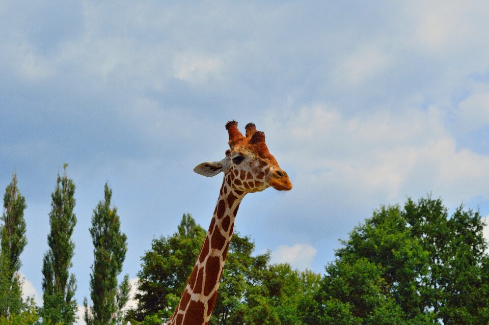 Africa safari zoological garden