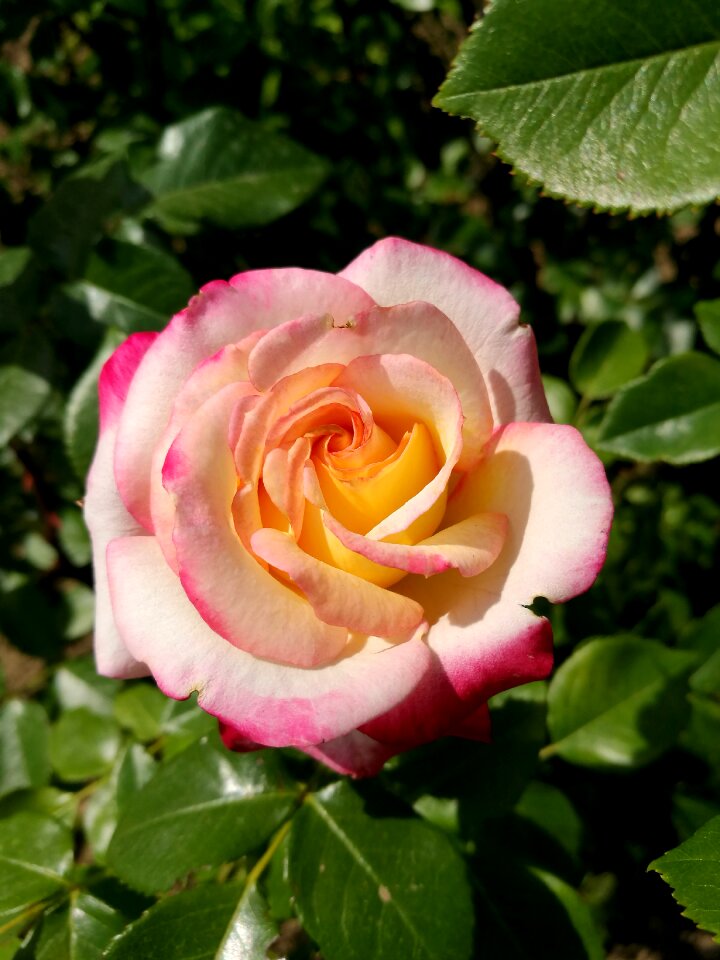 Garden macro nature