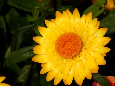 Italicum flower yellow photo