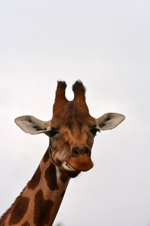 Zoo animal world wild animal