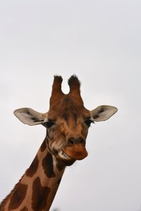 Zoo animal world wild animal photo