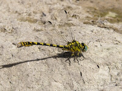 Dragonfly tiger onychogomphus forcipatus tallanassos petit