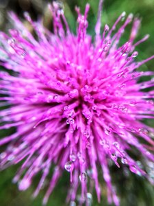 Thistle purple bright photo