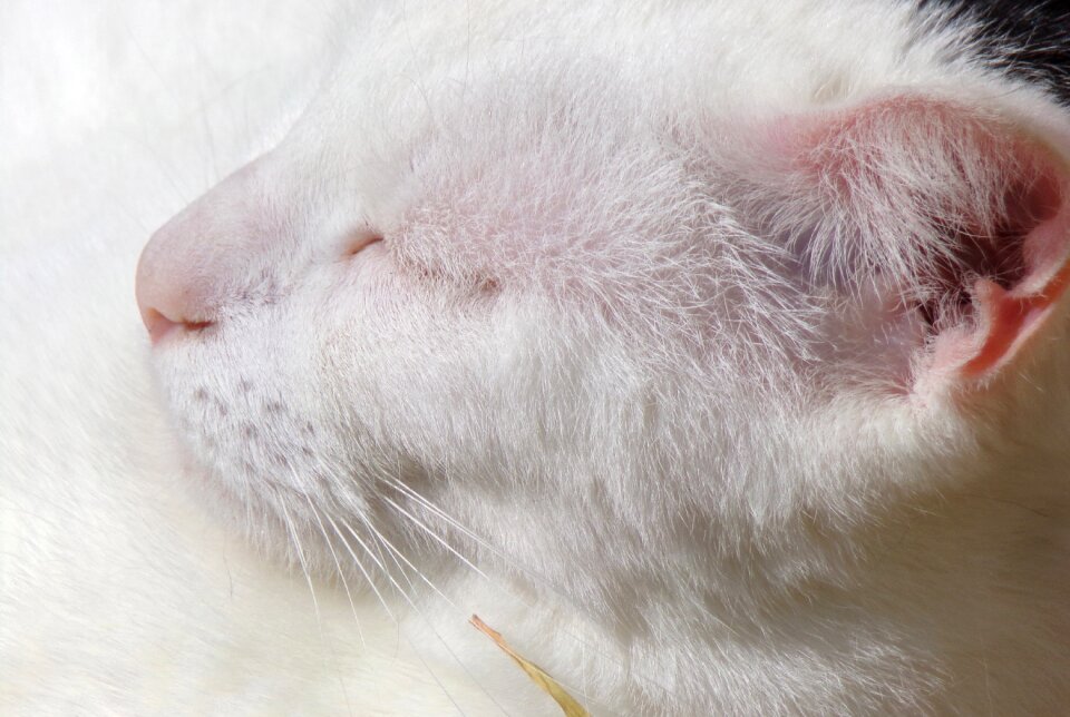 Portrait feline animals