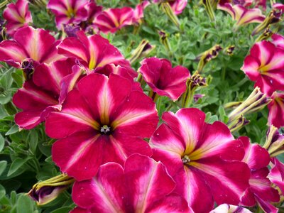 Decoration plants flowers