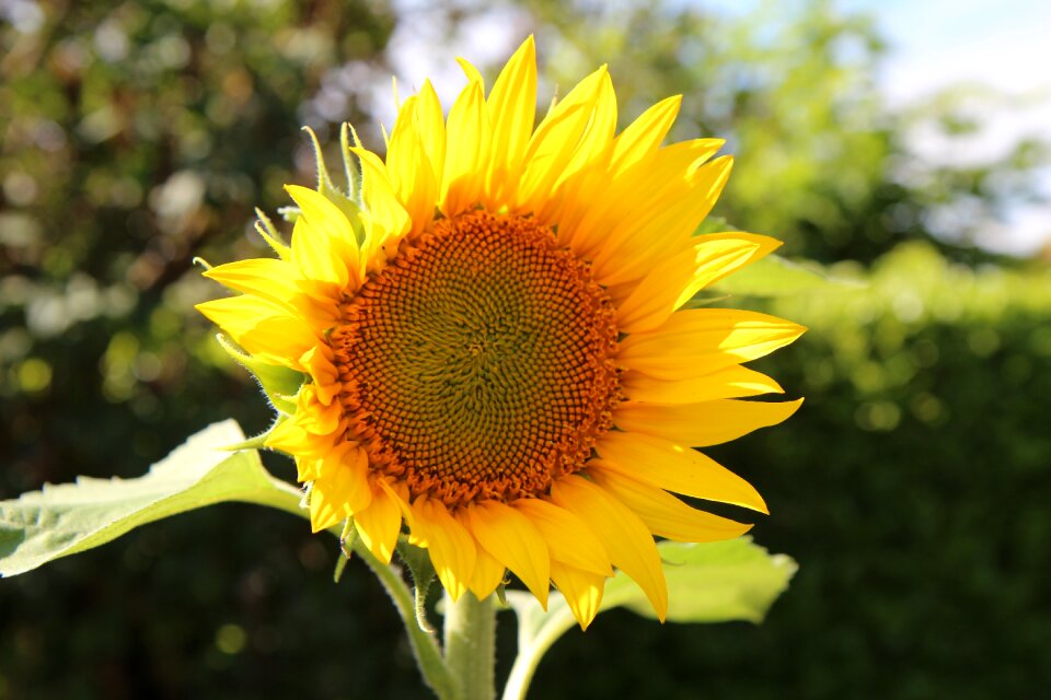 Flower sunflower sunflowers flowering summer