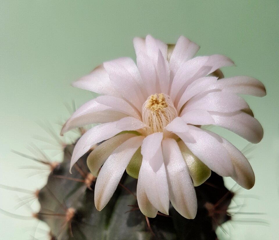 Succulent plant closeup