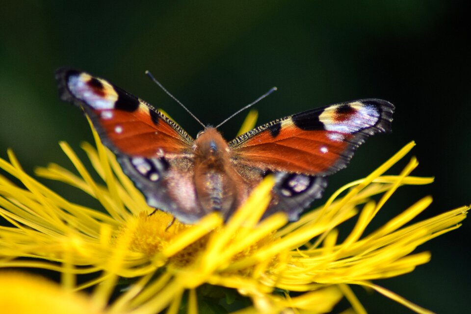 Flower insect petals