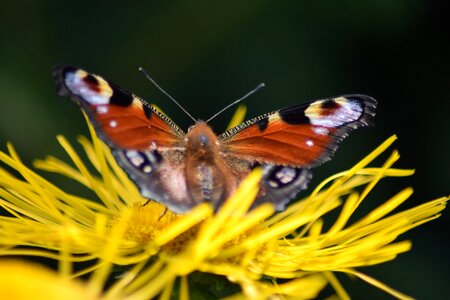 Flower insect petals photo