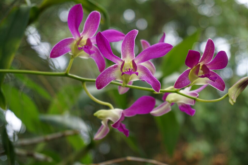 Orchid purple exotic