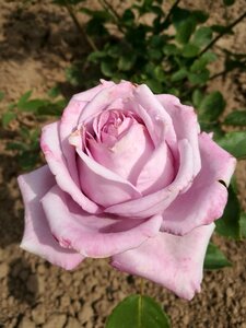 Garden macro nature