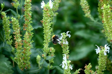 Summer garden