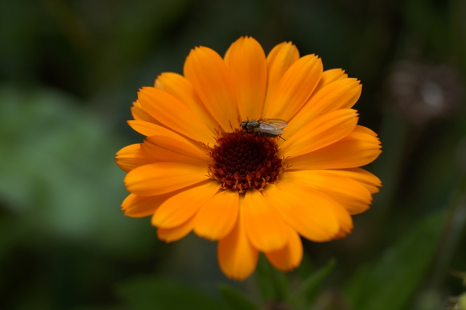 Bloom fly on flower insect
