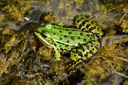 Frog amphibians green
