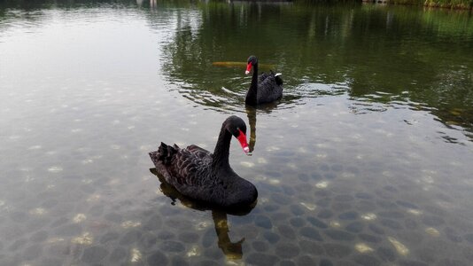 Black swan birds animal