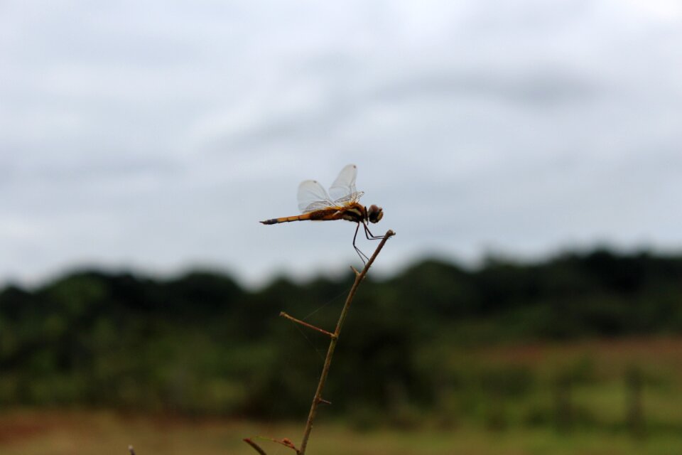 Butterfly flower nature