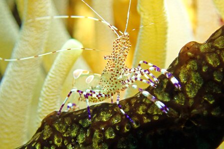 Shrimp underwater photography