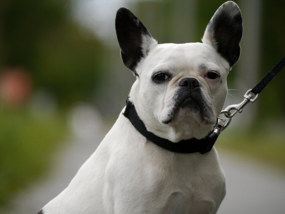 Bulldog french pets