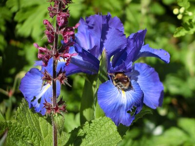 Bloom flower plant