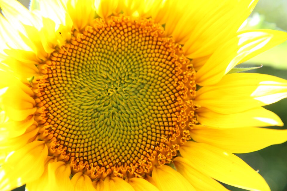 Flower sunflower sunflowers flowering summer