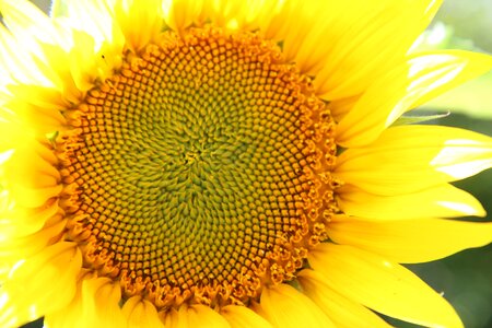 Flower sunflower sunflowers flowering summer