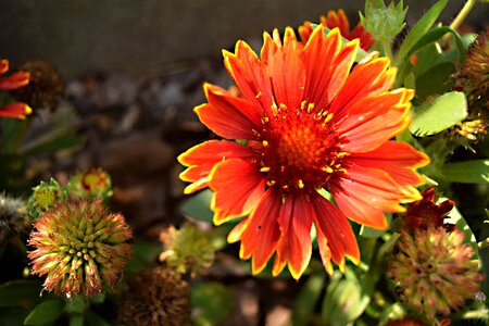 Flower nature summer