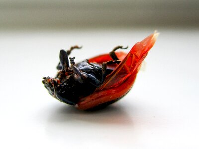 Macro animal chitin is