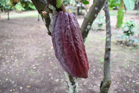 Colombia cocoa fruit