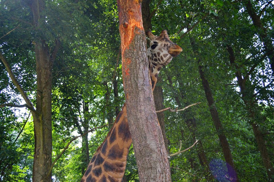 Neck safari nature