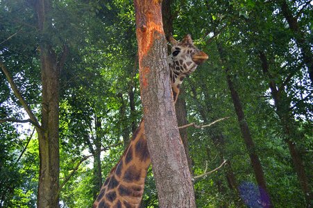 Neck safari nature
