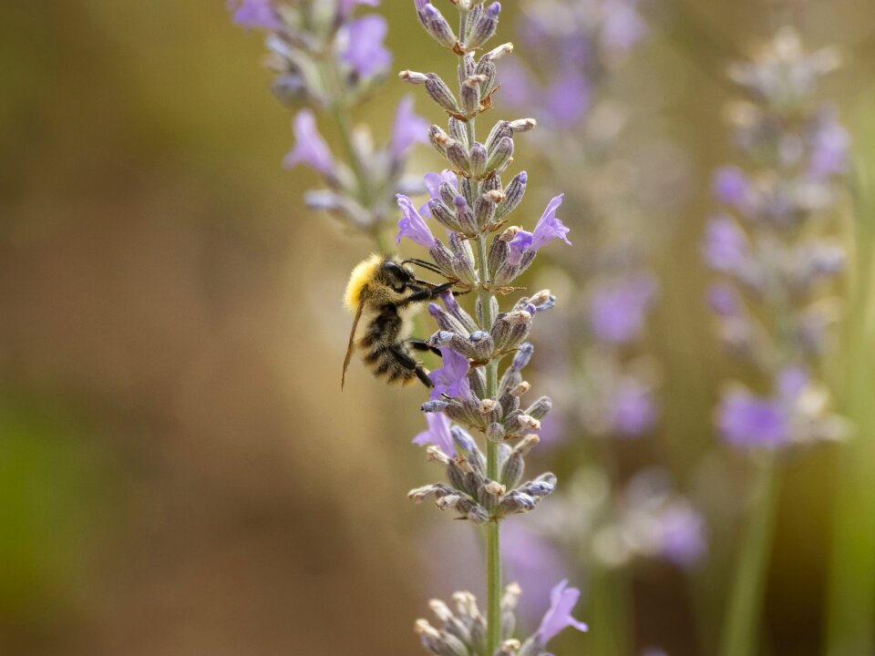 Bombus pascuorum prairie flowers