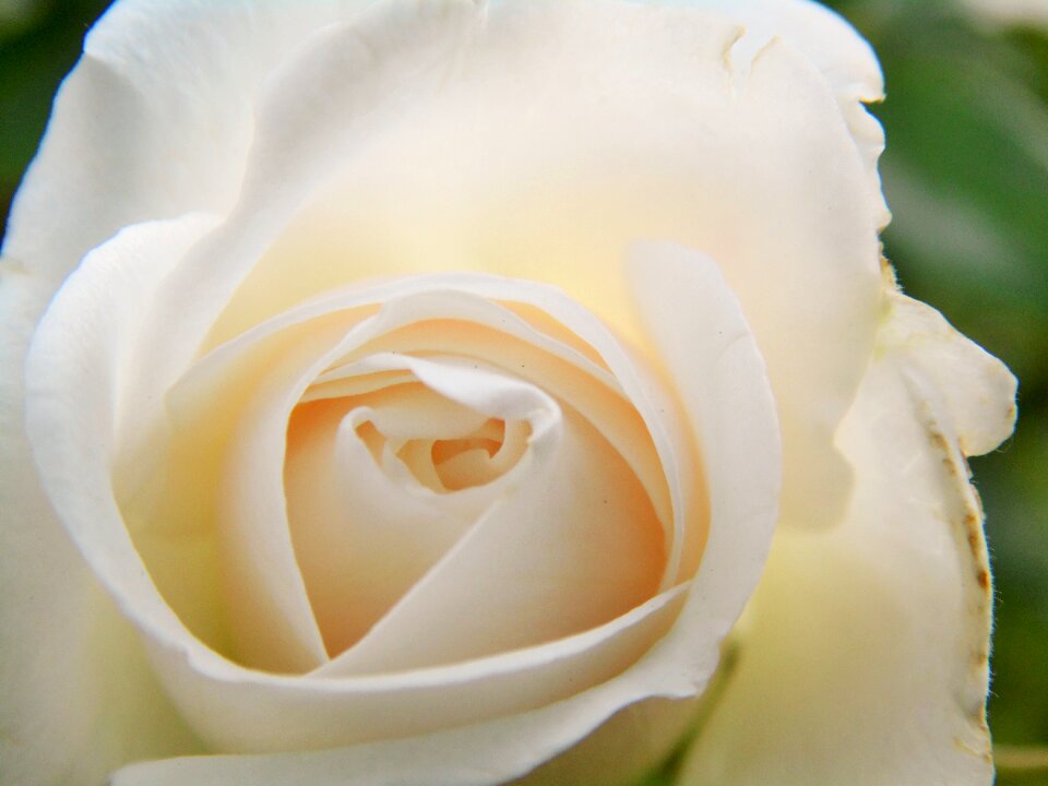 Bloom white nature
