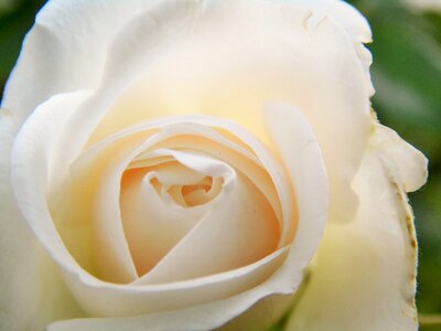 Bloom white nature