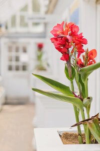 Summer plant flowers
