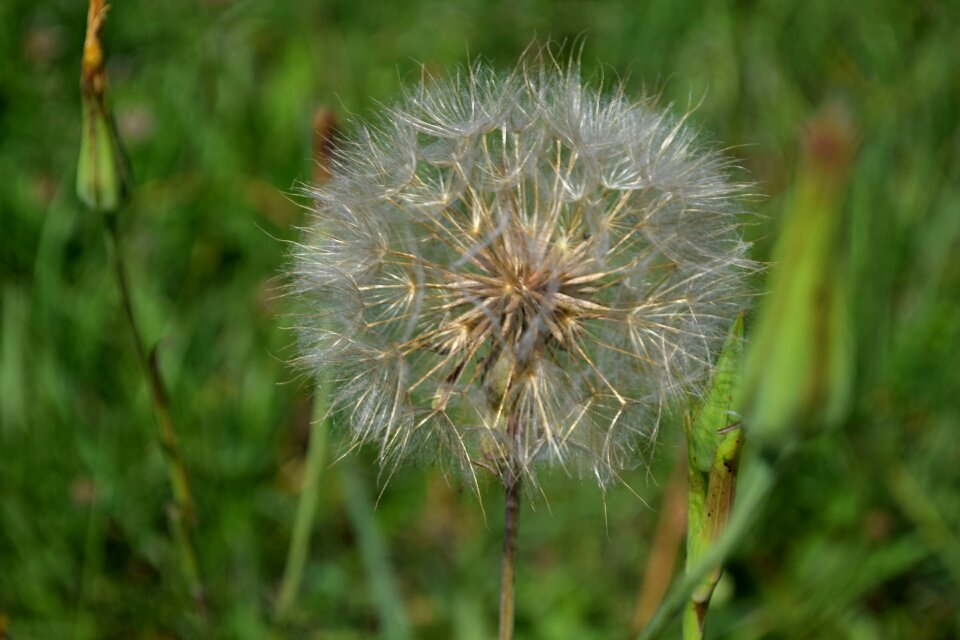 Nature meadow grass
