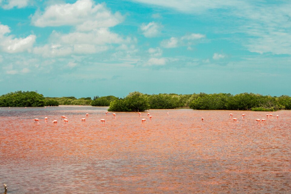 Wild life pink water wild