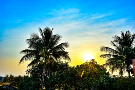 Forest sun rise landscape photo