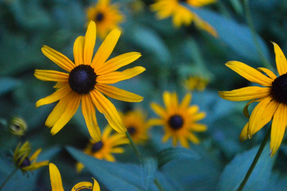 Garden yellow summer