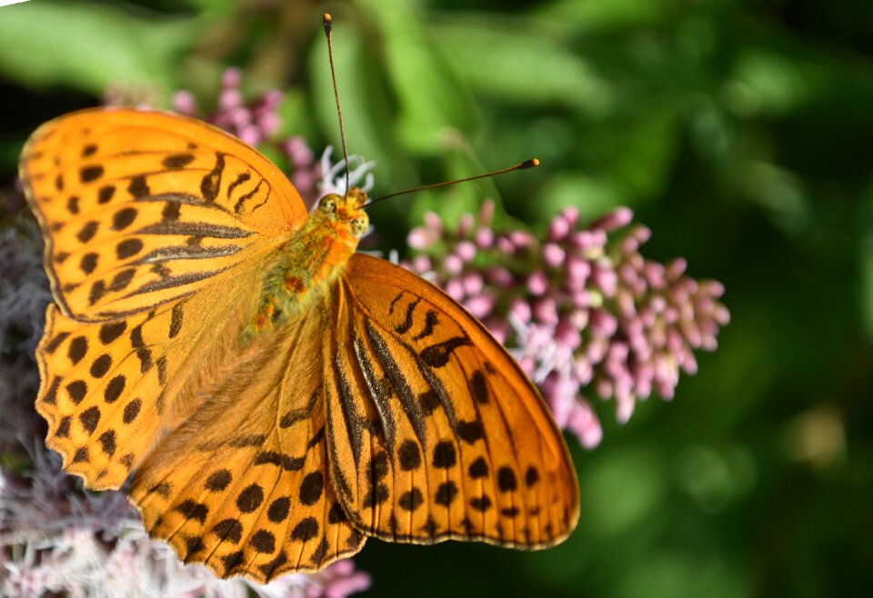 Insect summer nature