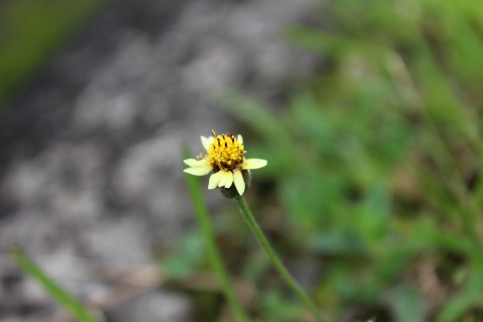 Green flower plant