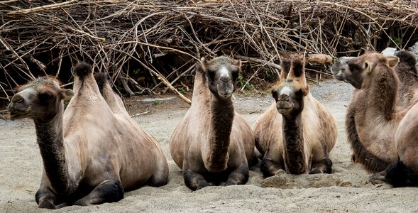 Animal world sand nature