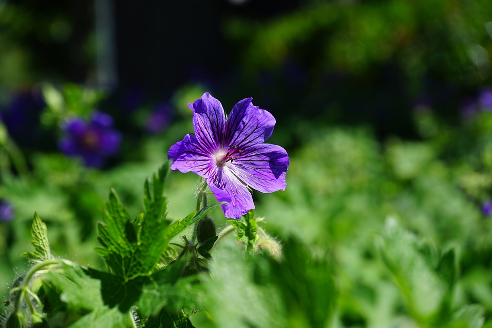 Flower plant flora