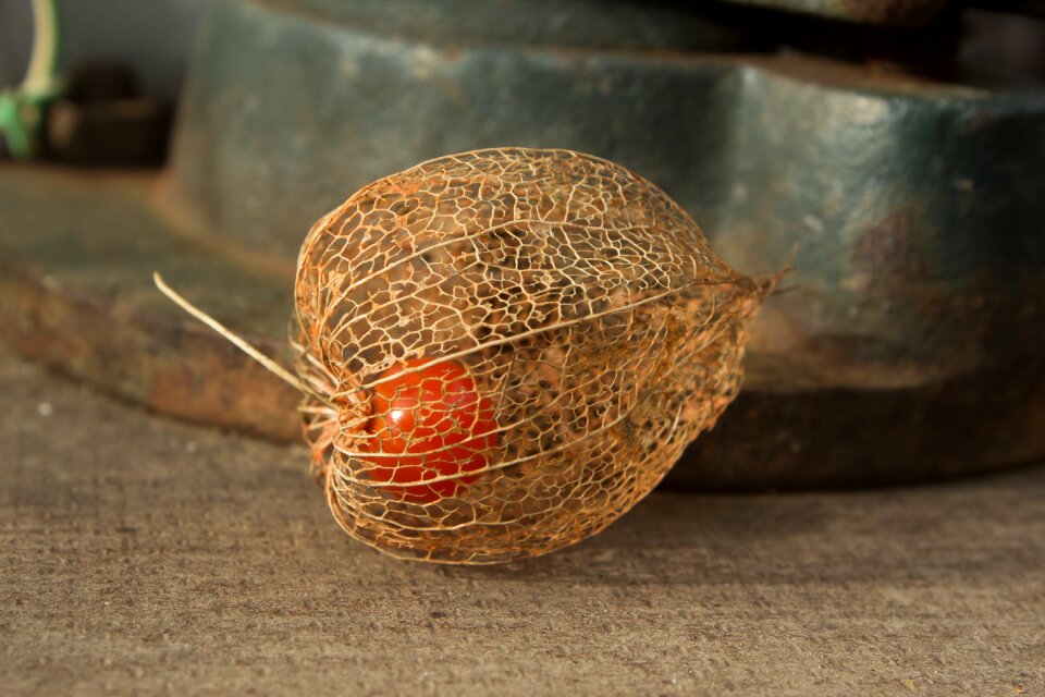 Food nature background