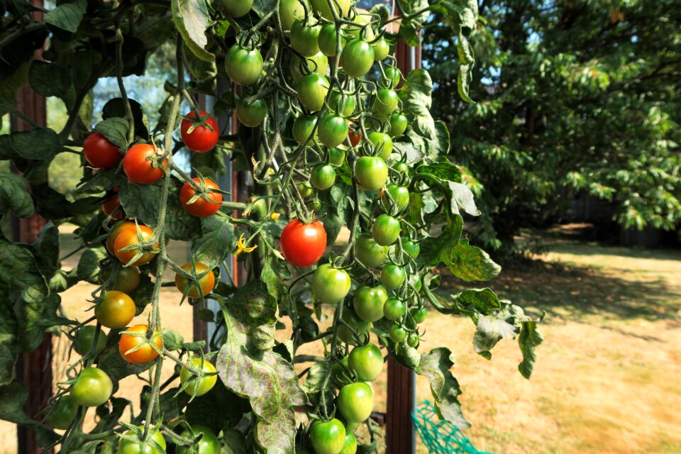 Summer nature tomatoes