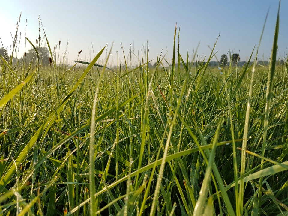 Nature landscape green