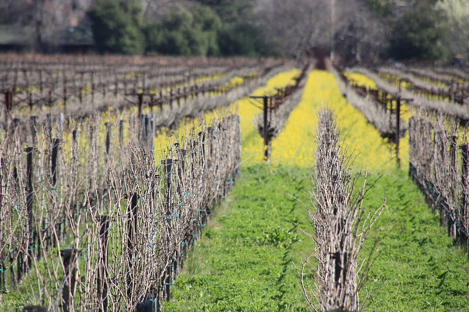Wine culture order line