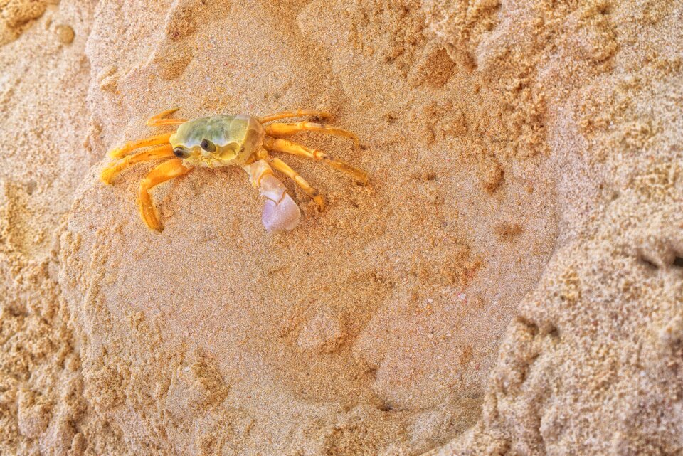 Nature crustacean shellfish