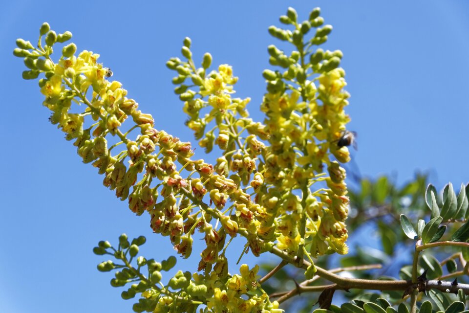 Tropics nature yellow
