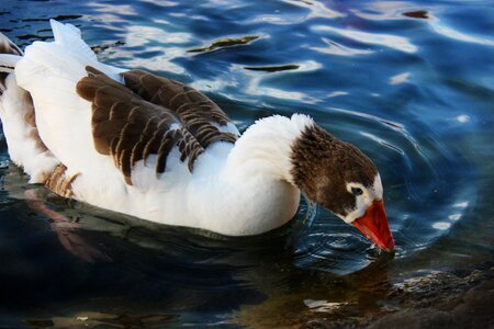 Nature pen birds photo